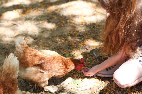 Darling Chickens | Mini Darling Ranges dress made from checked cotton | Megan Nielsen Blog